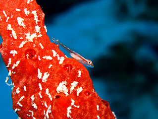 Michel's host goby (Pleurosicya micheli)
