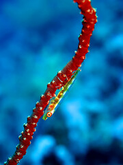 Mozambique goby(Pleurosicya mossambica).