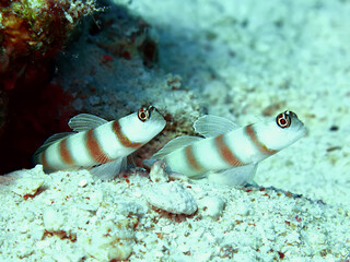 Steinitz' Shrimpgoby (amblyeleotris steinitzi). Taken in Red Sea, Egypt