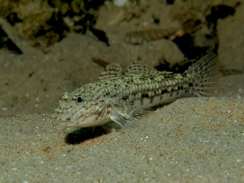 Shrimp goby (ctenogobiops maculosus). Taken in Sharm El Sheikh, Egypt.