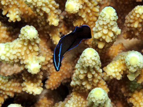 Blue-striped dottyback (Pseudochromis springeri) swimming on a vibrant coral reef in the Red Sea, Egypt.