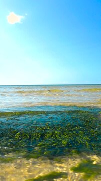 Vertical close up of seaweed covered rock in shallow waves, with warm sunlight shimmering through clear water as gentle motion reveals sandy patterns beneath a calm summer horizon.