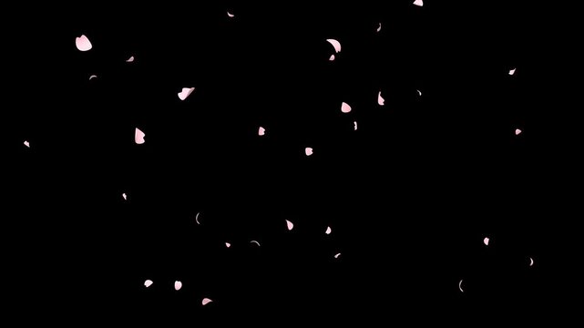 Aesthetic animation of soft pink cherry blossom petals flying and falling in the air on transparent background