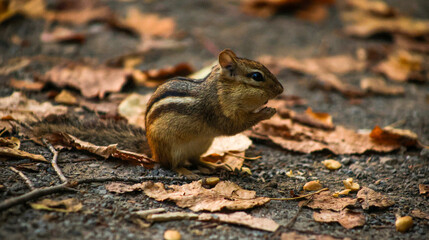 Chipmunk Eating on Forest Ground in Autumn