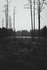 Obraz premium Black and white forest landscape with tall bare trees standing in silence. Minimalist nature scene conveying solitude, mystery, timelessness, and a calm yet dramatic wilderness atmosphere.