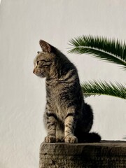Obraz premium Cute tabby cat sitting on wooden surface near palm plant with neutral wall background