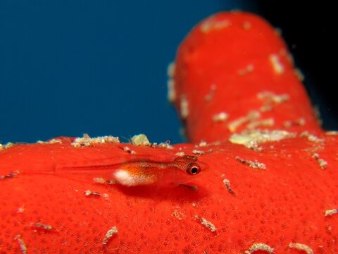 Michel's host goby (Pleurosicya micheli)