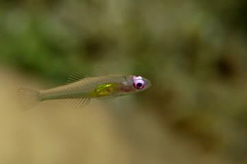 Pink eye goby in the Red Sea (Bryaninops natans)