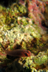 Pygme goby, Bloodspot dwarfgoby. (Trimma flavicaudatus)