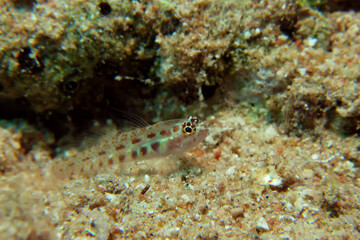 Spotted pygmy goby (Eviota guttata)