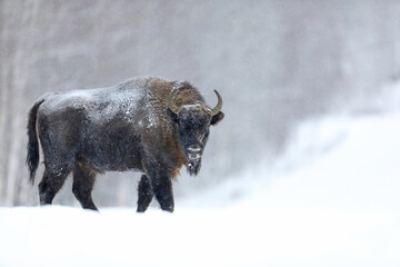 Żubr (Bos bonasus), wisent © Bartosz Rakoczy