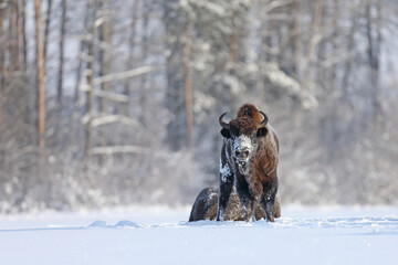 Żubr (Bos bonasus), wisent © Bartosz Rakoczy