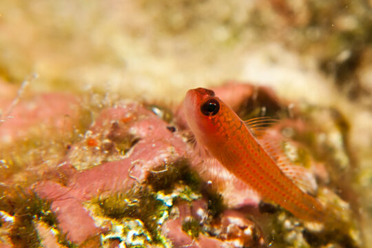 Pygmy goby