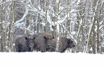 Żubr (Bos bonasus), wisent © Bartosz Rakoczy