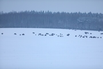 Żubr (Bos bonasus), wisent © Bartosz Rakoczy