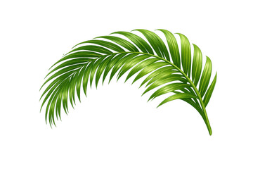 Fototapeta premium Green palm leaf, creating a natural tropical decoration, summer foliage element with transparent background