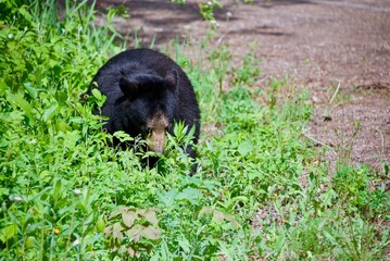 bear cub hunting for food