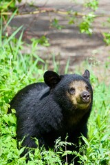 black bear in the woods