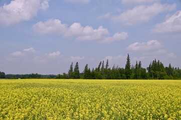 a canola field under a cloud filled blue sky