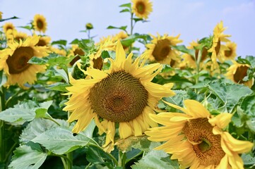 a close up of sunflowers in bloom
