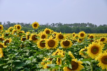a close up of a field of sunflowers