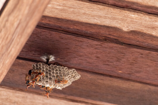 Wasp Nest Colony with Multiple Wasps in Natural Environment &ndash; Social Insects Behavior Close Up