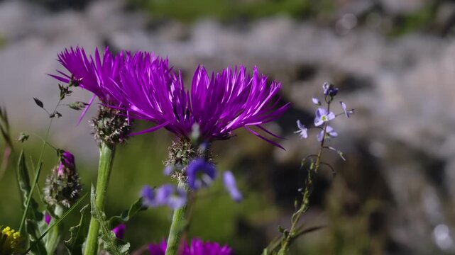 A macro view of a beautiful purple wild flower, likely meadow knapweed (Centaurea jacea), with a blurred rocky and green natural background.