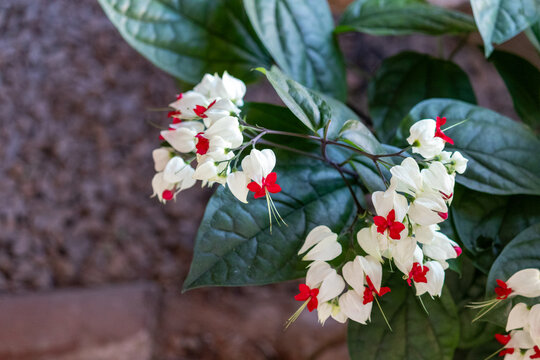 Bleeding Heart Vine &ndash; Tropical ornamental flower