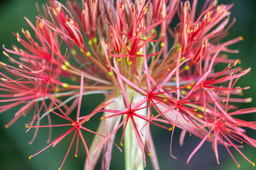 Christmas Flower &ndash; Haemanthus in Detail