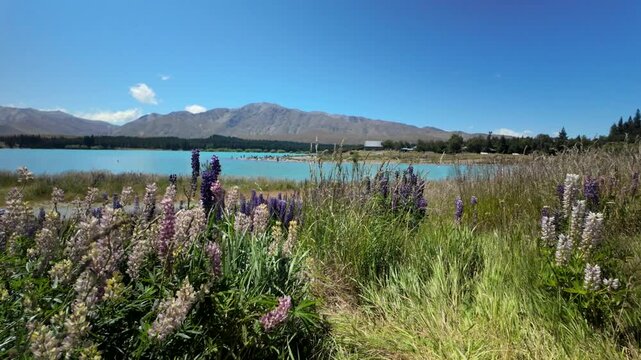 Wildflowers By Turquoise Lake With Mountains In Distance