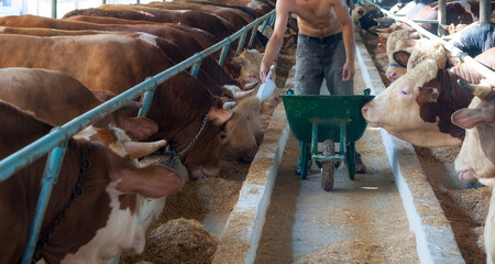 Farmer Feeding Dairy Cows with Scoop and Wheelbarrow on Traditional Farm