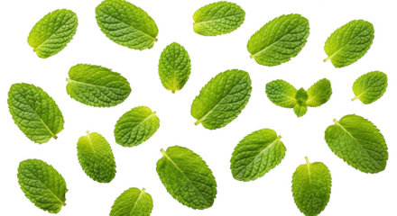 Fresh bright green mint leaves floating on a backdrop aromatic herb isolated on transparent background