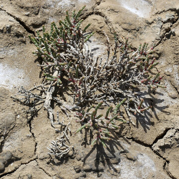 Camargue salt marsh, France: salicornia plant growing on cracked saline soil, close up of halophytic vegetation adapted to extreme coastal wetland conditions
