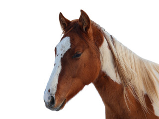 Obraz premium Portrait of a white-brown spotted horse isolated on a white background.