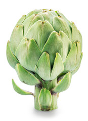 Obraz premium French artichoke isolated on white background. File contains clipping path.