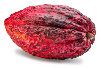 Fresh cocoa fruit or cocoa pod isolated on white background. Clipping path.