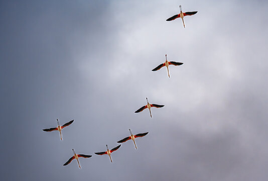 Greater flamingos flying in formation against cloudy sky. Group of pink flamingos in migration creating rhythm and movement in nature