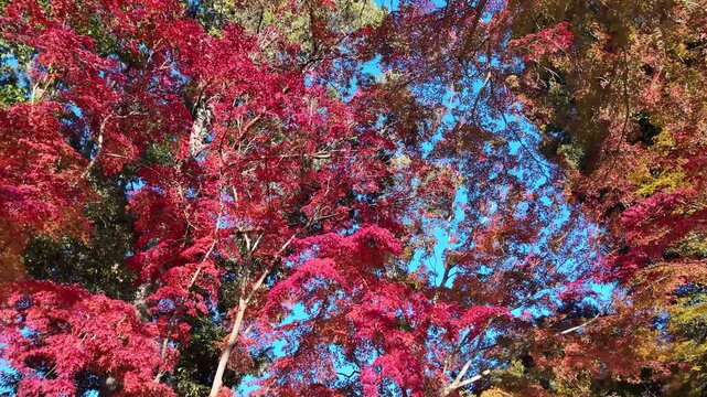 Brilliant Red Japanese Maple Leaves Against Clear Blue Autumn Sky