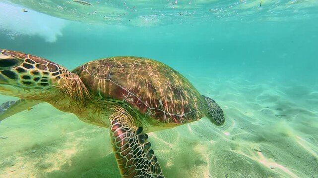 Sea turtle swimming underwater in Indian Ocean Sri Lanka