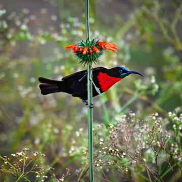 Male scarlet-chested sunbird perched on a green plant stem under orange flowers, African wildlife
