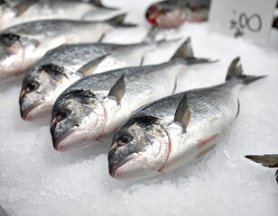 Fresh Gilt-Head Bream on Ice - A Culinary Delight.