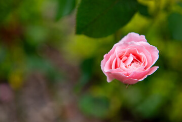 Kwiat róży © Mapi