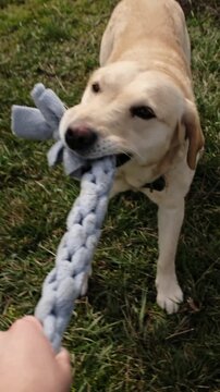 Labrador dog playing tug of war with a fleece rope toy and human hand. Dynamic outdoor action showing trust, energy and joyful pet companionship