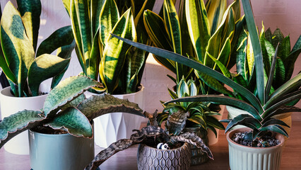Houseplant collection. Sansevieria, snake plants. Plant background. Favorite hobby. Urban jungle concept. Close-up. © Irina Ermakova
