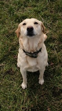Smiling Labrador retriever sitting on green grass and looking up, wagging tail with joy. Friendly dog portrait captured outdoors in natural daylight