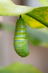 Monarch butterfly chrysalis is newly formed while hanging from a green leafed plant.