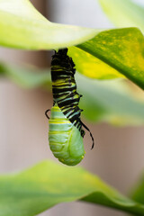 Monarch caterpillar with yellow, black, and white stripes is transforming into a chrysalis under a...