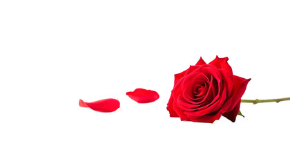 A single red rose with petals on a transparent background