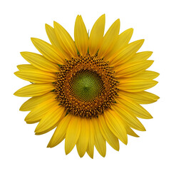 Fototapeta premium Vibrant sunflower isolated on transparent background