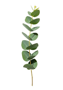Fresh eucalyptus branch with glaucous green-blue leaves and slender curving stem, on seamless transparent background with soft diffuse shadow, close-up, concept of natural purity and minimalist